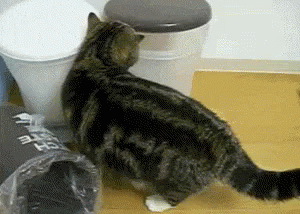 cat climbing into a trash pail but doesn't quite fit